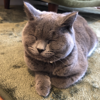 ムーちゃんミーちゃんママ 会員画像