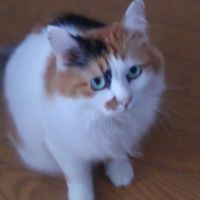 三毛猫ぶーにゃん 会員画像