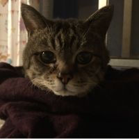 ねこ乃 会員画像