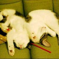 ことのみ 会員画像