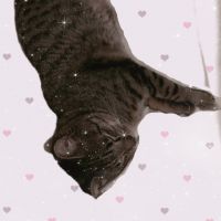 nちえ 会員画像