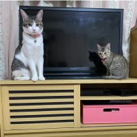 つうたん 会員画像