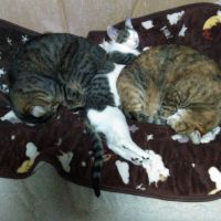 ネコ座 会員画像