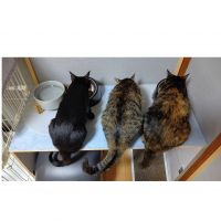 うたなぎ 会員画像