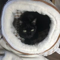 ミミ猫 会員画像