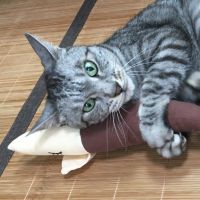 あたむさ 会員画像