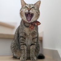 いたちのはなゆきさん