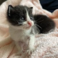 ハチワレ兄弟さん