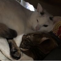 たぬきねこkao 会員画像