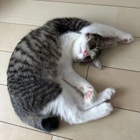 おにぎりママ 会員画像