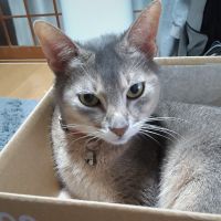 ココムムさん