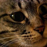 にゃん丸 会員画像