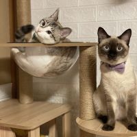 あずきミックスさん