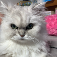 ロコモコねこさん