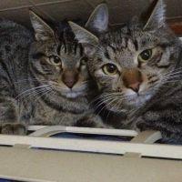 ふぁんた 会員画像