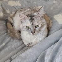 吾輩は猫であるさん