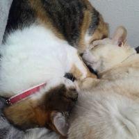 めぇすん 会員画像