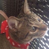 ちゃんねこ 会員画像