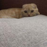 会員画像