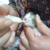 ラブニャン 会員画像