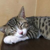 架音 会員画像