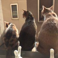 あちゅママ 会員画像