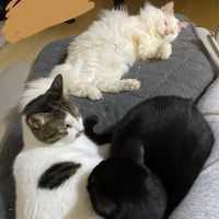 きよMTさん