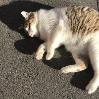 ぺぺまる 会員画像