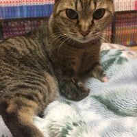 ゆぅにゃんこさん