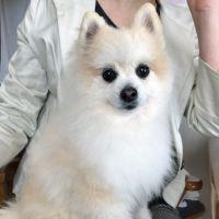 Chiromomo 会員画像