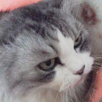 3柑 会員画像