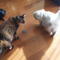 モジャ猫 会員画像