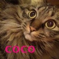 cocochip 会員画像