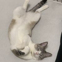 みつあさん