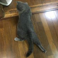 ぶくニャン 会員画像