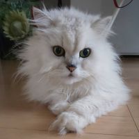 ケビンママさん