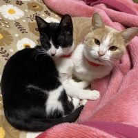 メルイブさん