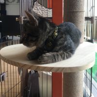 みーにゃみーにゃ 会員画像