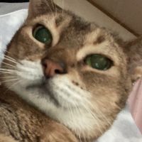 ネコの食堂のおばちゃん 会員画像