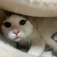 ねこのおうちさん