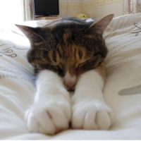 雪猫男 会員画像