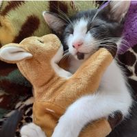 ねこじらし 会員画像