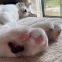 猫もち丸さん