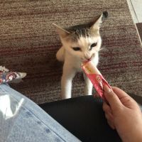 ベルネコちゃんさん
