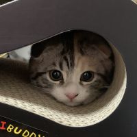 コッちゃんさん