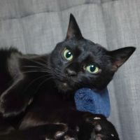 comくろねこライトさん