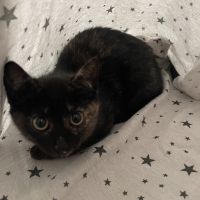 しろ_ねこ 会員画像