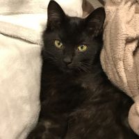 ねこのみかん 会員画像