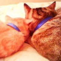 よねけん 会員画像