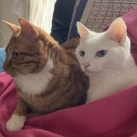 rarihyan 会員画像